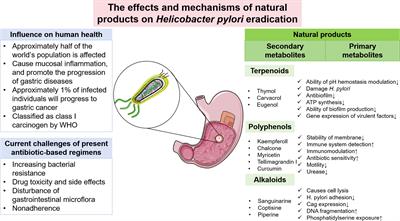 The effects and mechanisms of natural products on Helicobacter pylori eradication